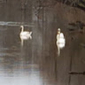 Meet your Posher, Jacqueline